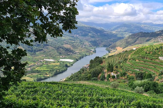 Douro Valley Private Tour (winery + boat + viewpoint) - Discovering a Small, Family-Run Winery