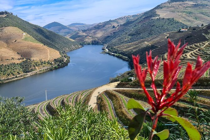 Douro Valley Private Tour (winery + boat + viewpoint) - Limitations and Considerations
