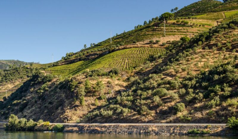 Douro Valley Private Tour with 2 wine tastings - Scenic Views of Douro’s Terraced Vineyards and River