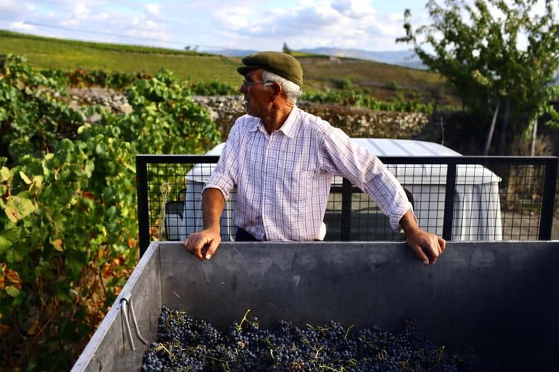 Douro Valley: Provesende and São Cristóvão Guided Hike - Discovering Provesende’s Charm and Wine Heritage