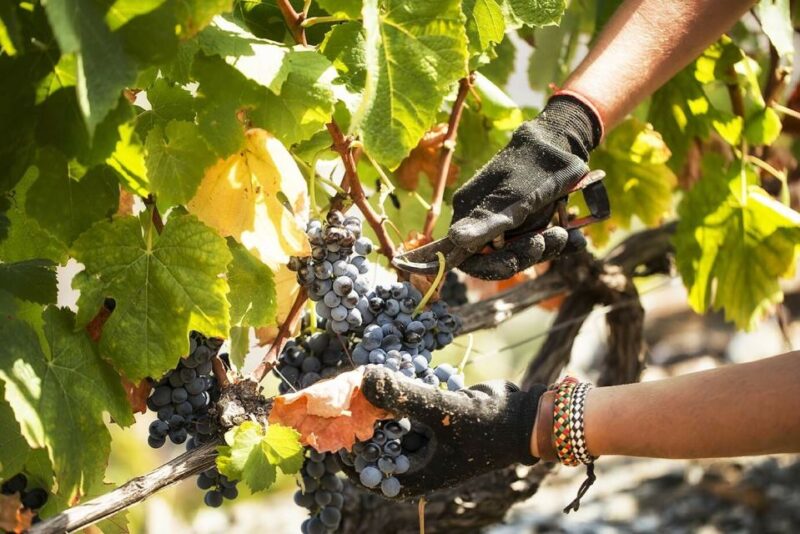 Douro Valley: Quinta de S. Luiz Winery Tour and Tasting - Key Points