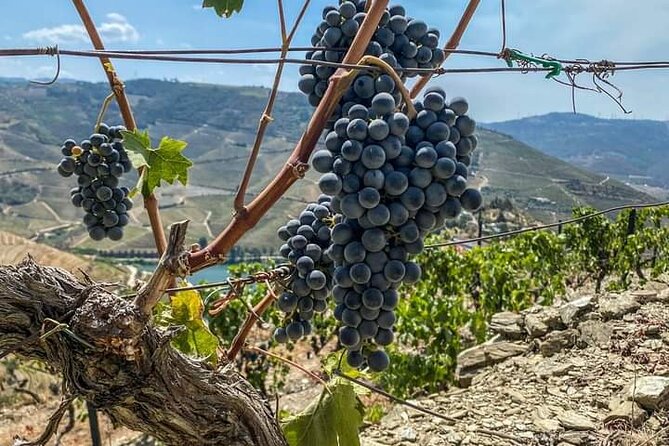 Douro Valley Small-Group Tour: 2 Wineries, Lunch, Optional Cruise - Exploring the Douro Valleys Wine Heritage