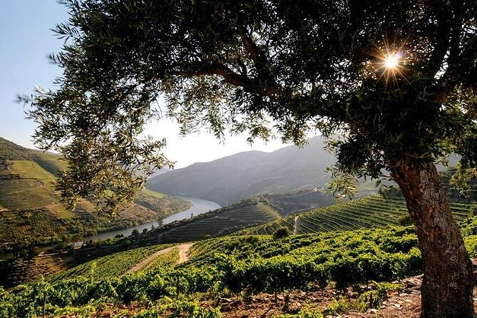 Douro Valley Small-Group Tour: 2 Wineries, Lunch, Optional Cruise - Meeting Details and Group Size