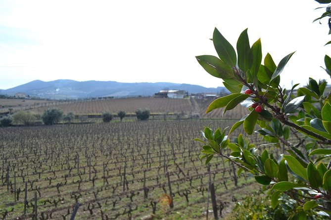 Douro Valley Tour: 2 Vineyard Visits, River Cruise, Winery Lunch - Return to Porto with Impressive Views