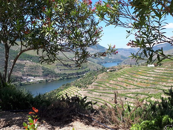 Douro Valley Tour (wine & Food) - Optional Upgrade: Rabelo Sightseeing on the Douro River