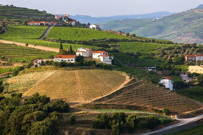 Douro Valley Tour: Wine Tasting, Cruise and Lunch from Porto - Capturing the Douro Valley’s Panoramas from a Lookout Point