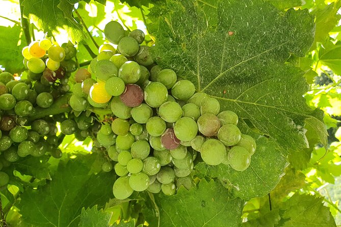 Douro Valley Tour with Train and Vinho Verde - Wine and Olive Oil Tasting at a Local Cellar