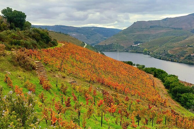 Douro Valley Unesco Heritage fantastic lunch & wine tasting - Scenic Boat Trip Along the Douro River