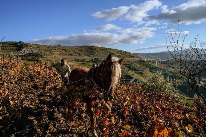 DOURO VALLEY: Visit Small local wineries, lunch & an 1h-boat Tour - The Guides: Expert and Personable Hosts
