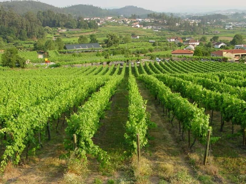 Douro & Vinho Verde Private Tour - Savoring the Regional Food Lunch with Vineyard Views