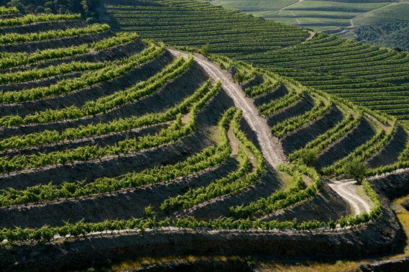 Douro: Wine Tasting and river cruise Experience - Practical Details: Meeting Point, Accessibility, and Booking