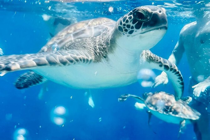 DREAM of TURTLES - Luxury Yacht Cruise - BBQ meal - 1 free drink - Green Bay Beach and Turtle Sightings