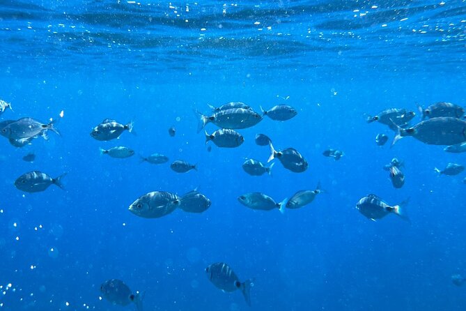 Dream tour by boat in La Spezia - Portovenere - Lerici - Islands - The Archipelago of Palmaria, Tino, and Tinetto