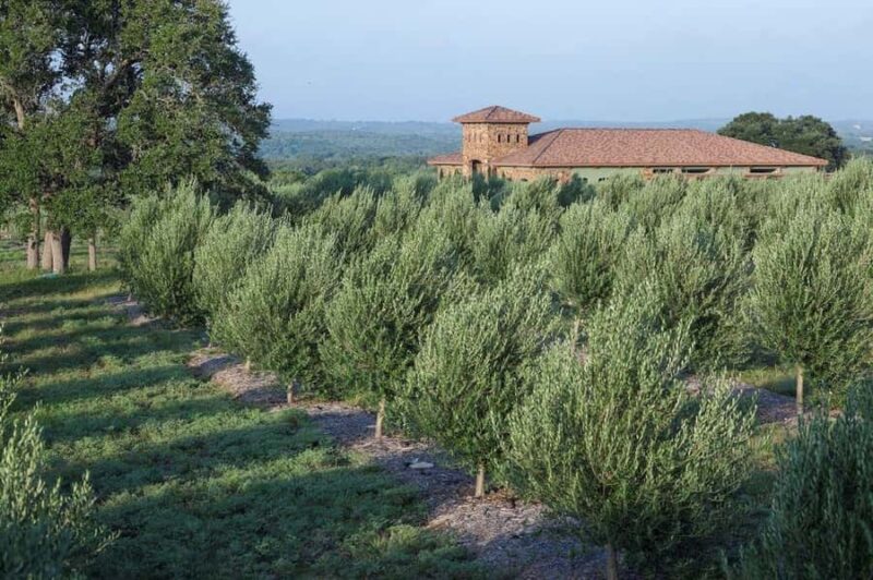 Dripping Springs: Olive Oil and Balsamic Vinegar Tasting - Key Points