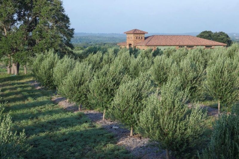 Dripping Springs: Olive Oil and Balsamic Vinegar Tasting - The Sum Up: A Flavorful, Educational Snapshot of Texas Hill Country