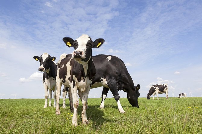 Drive it yourself electric Dutch Countryside GPS audio tour - How This Tour Differs from Similar Experiences