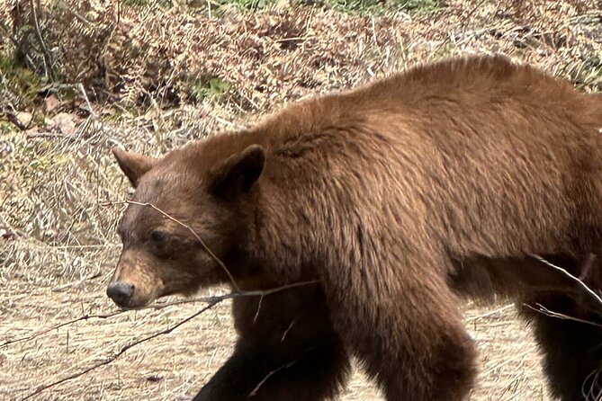 Driving Tour West Glacier National Park (excludes Sun Road) - The Included Lunch and Relaxed Pacing