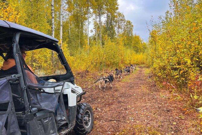 Dryland Dog Sled Tour - Discover the Unique Dryland Dog Sled Tour in Alaska