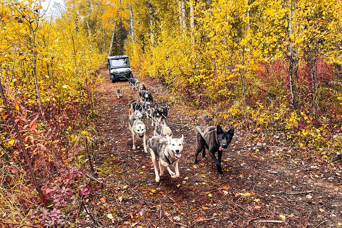 Dryland Dog Sled Tour - Flexibility and Weather Considerations