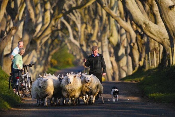 Dublin: Giant's Causeway, Dark Hedges, Dunluce and Belfast Titanic entrance fee - The Dark Hedges: Iconic Tree-Lined Avenue