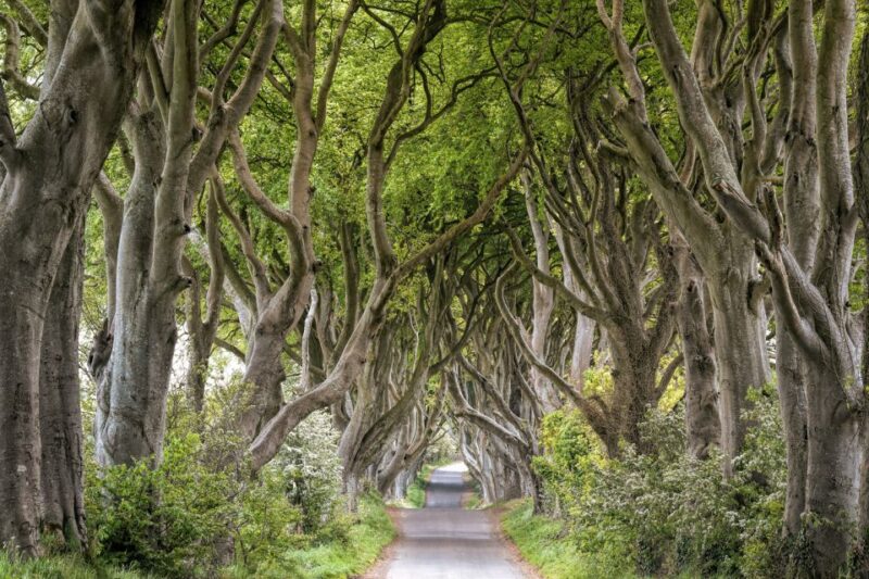 Dublin: Giants Causeway, Dark Hedges, Dunluce & Belfast Tour - The Magnificence of the Giants Causeway