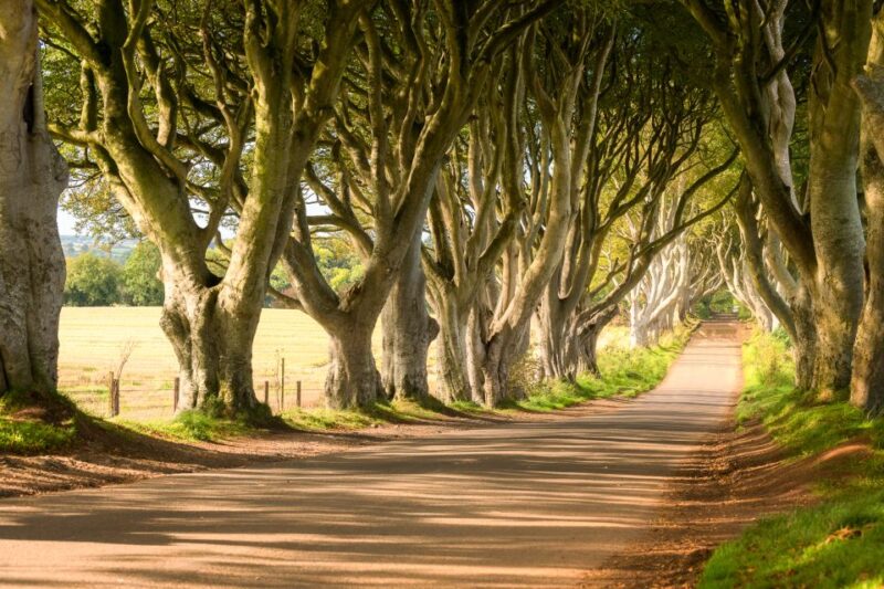Dublin: Giants Causeway, Dark Hedges, Dunluce & Belfast Tour - Who Will Love This Tour