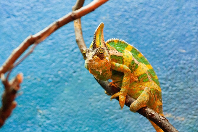 Dublin Zoo Skip-the-line Tickets and Private Transfers - Dublin Zoo and Phoenix Park: An Iconic Setting