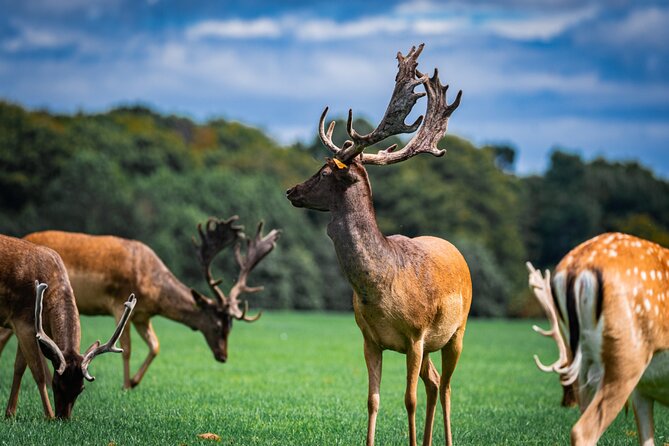 Dublin Zoo Skip-the-line Tickets and Private Transfers - How the Skipped Lines Enhance the Experience