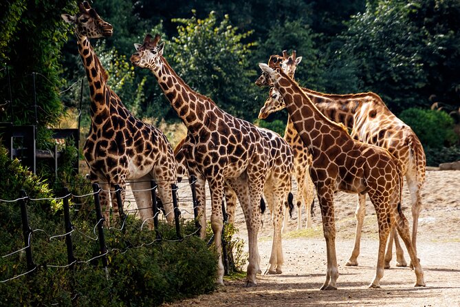 Dublin Zoo Skip-the-line Tickets and Private Transfers - Who Should Consider This Tour?