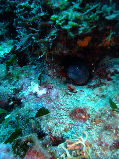 Dubrovnik: 1-Day Diving Package - The Unique Dive Sites of Dubrovnik