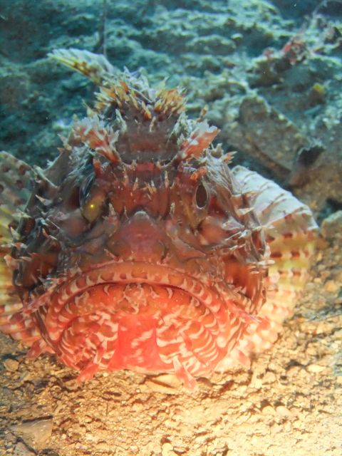 Dubrovnik: 1-Day Diving Package - Final Thoughts on the Dubrovnik Diving Package