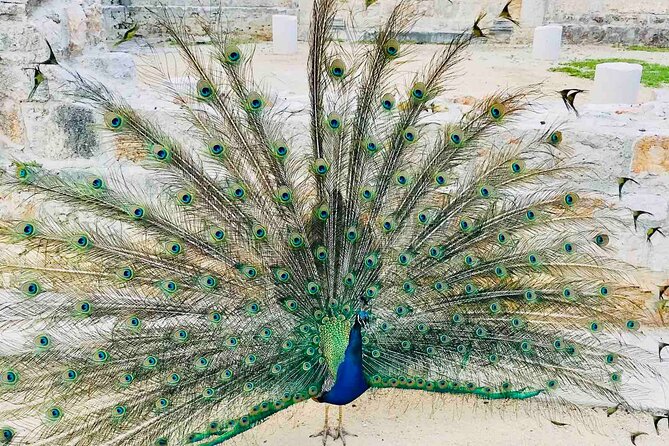 Dubrovnik Boat Tour: Lokrum Island, Betina Cave & St.Jacobs Beach - Key Points