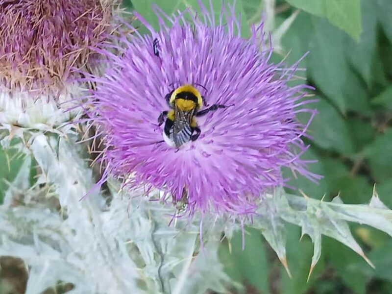 Dubrovnik: Early Nature Walk with a Historical Twist - Explore Dubrovnik’s Dawn with a Nature and History Walk