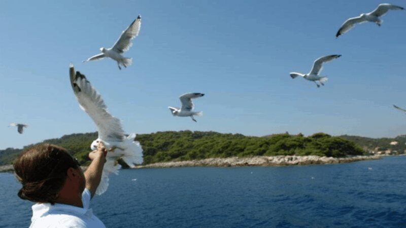 Dubrovnik: Elaphiti Islands Boat Cruise with Lunch & Drinks - Sunbathe and Swim at Sunj Beach