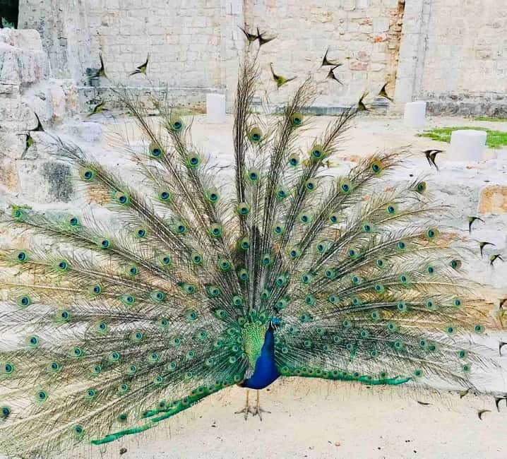 Dubrovnik: Lokrum Island and Betina Cave Boat Tour - From the Old Town to the Fortress of Lovrjenac