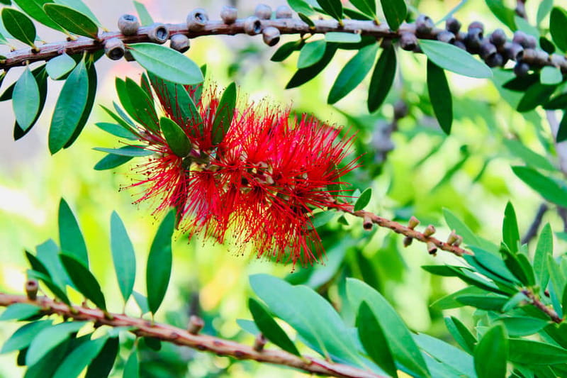 Dubrovnik: Lokrum Island and Betina Cave Boat Tour - St. Jacob’s Beach: Swimming and Snorkeling Options