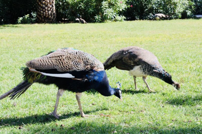 Dubrovnik: Lokrum Island and Betina Cave Boat Tour - Discovering Betina Cave: A Seaside Hidden Gem