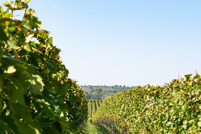 Dubrovnik Private Walking Tour and Wine - Starting Point and Tour Logistics in Dubrovnik