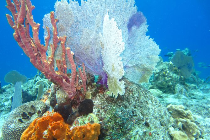 Dune Buggy Adventure in Cozumel with Snorkel and Mexican Lunch - Snorkeling at the Fish-Rich Beach Stop
