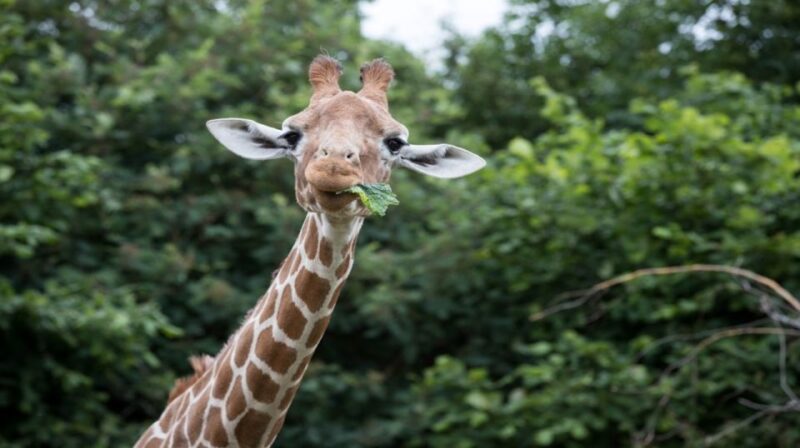 Dunstable: Whipsnade Zoo Full-Day Entrance Ticket - Explore England’s Largest Zoo in Bedfordshire for a Full Day of Animal Encounters