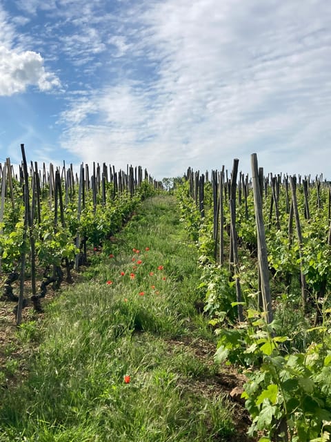 DUO PARENTS CHILDREN WINE CÔTE-RÔTIE TOUR VISIT - Scenic Stops with Breathtaking Views and Photo Opportunities