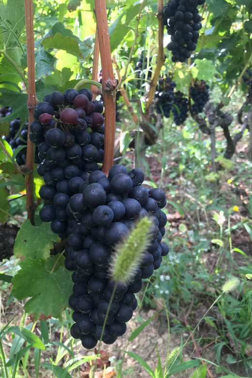 DUO PARENTS CHILDREN WINE CÔTE-RÔTIE TOUR VISIT - Inside the Vineyard: Learning About Local Viticulture and History