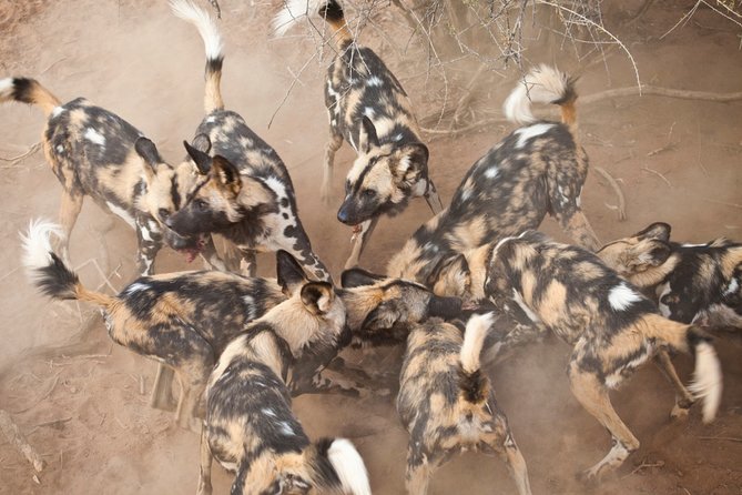 Durban: Big 5 Luxury Safari at an Award Winning Game Reserve  Zeiss Binoculars - Guided Trackers and Expert Naturalists