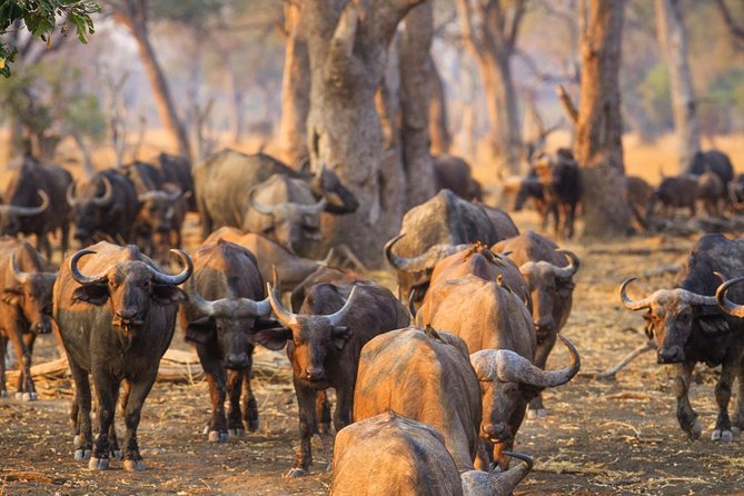 Durban: Big 5 Luxury Safari at an Award Winning Game Reserve  Zeiss Binoculars - Two 3-Hour Safari Drives for Maximum Wildlife Encounters