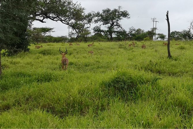 Durban: Big 5 Luxury Safari at an Award Winning Game Reserve  Zeiss Binoculars - Convenient Pickup and Small Group Size