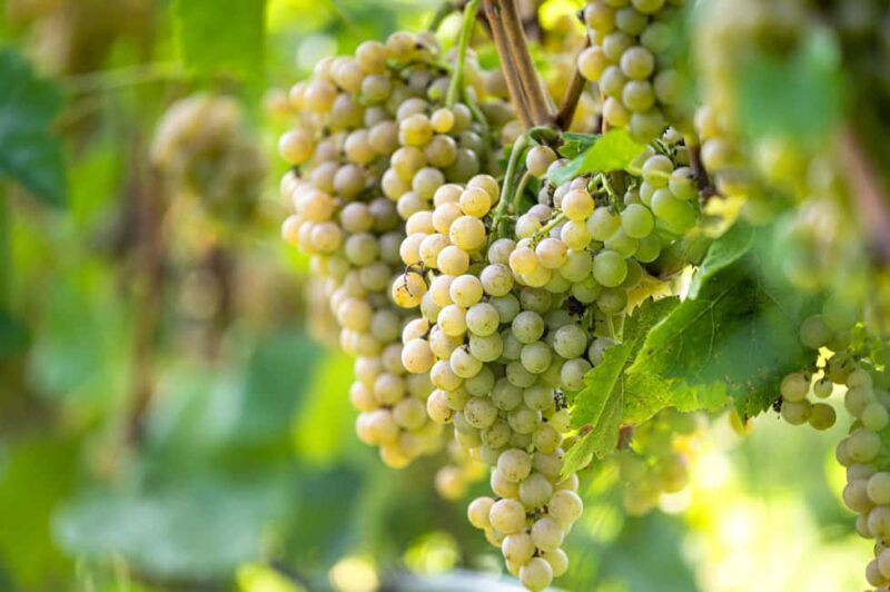 Durres Countryside Vineyards Wine Tasting & Food Pairing - Practical Tips and Considerations