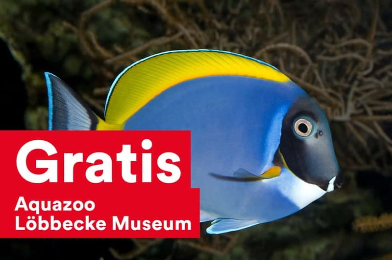 DüsseldorfCard: Discount Tourist Card - Convenience of No Exchange Needed at the Meeting Point