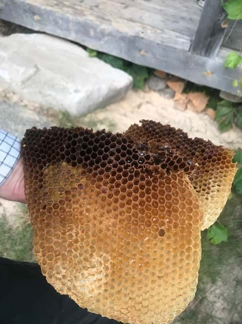 Dzukija National Park and Grutas Park: Full-Day Tour - Lunch Options and Local Villages