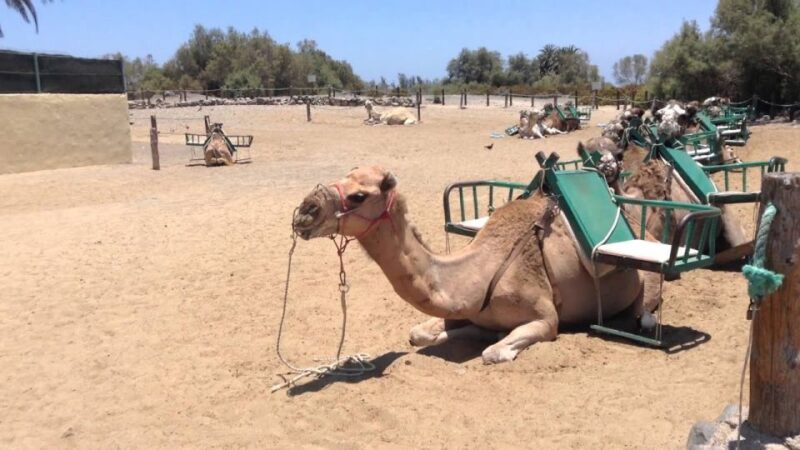 E-Bike City Tour included Camel Tour inside Maspalomas Dunes - Summary of the Tour Experience