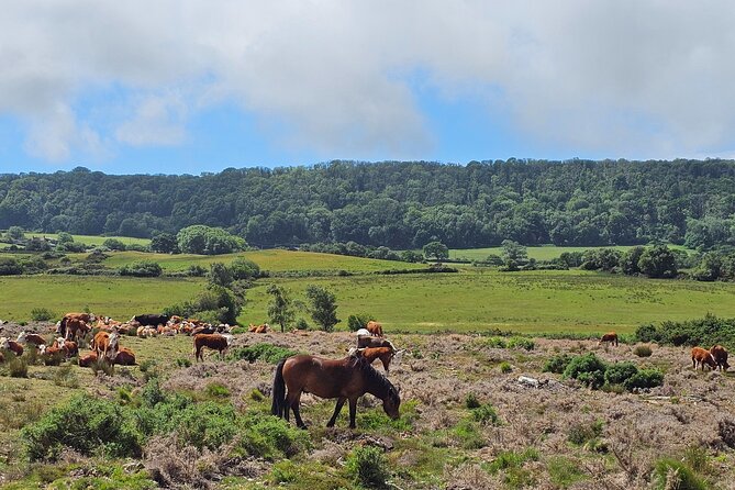 E-Bike excursion to Harrys Rock or Corfé Castle - Bournemouth Promenade and Optional Coastal Cycling